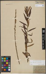 Foto von Salix triandra L. x Salix viminalis L.